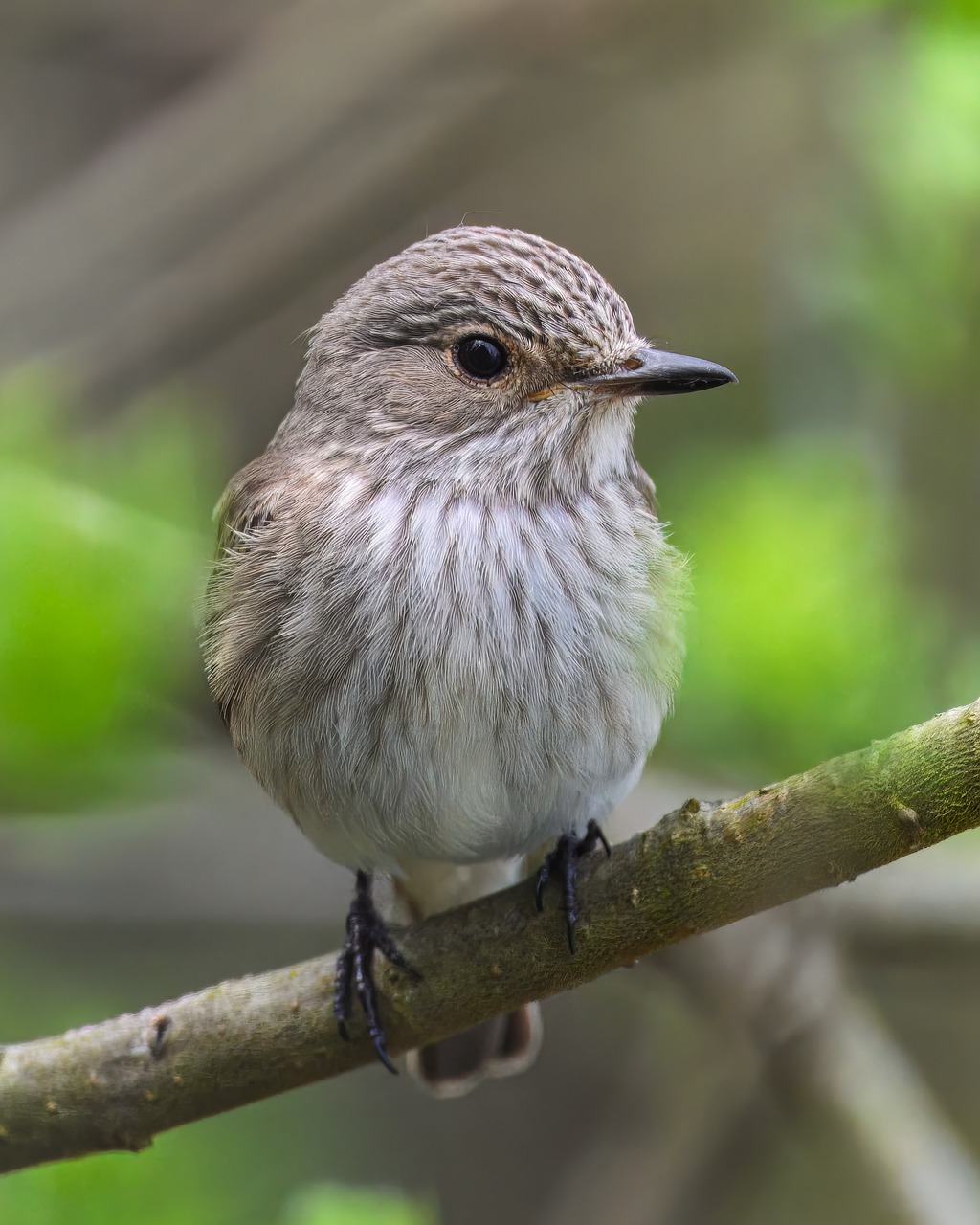 Snapper Songbird Bird - Free photo on Pixabay