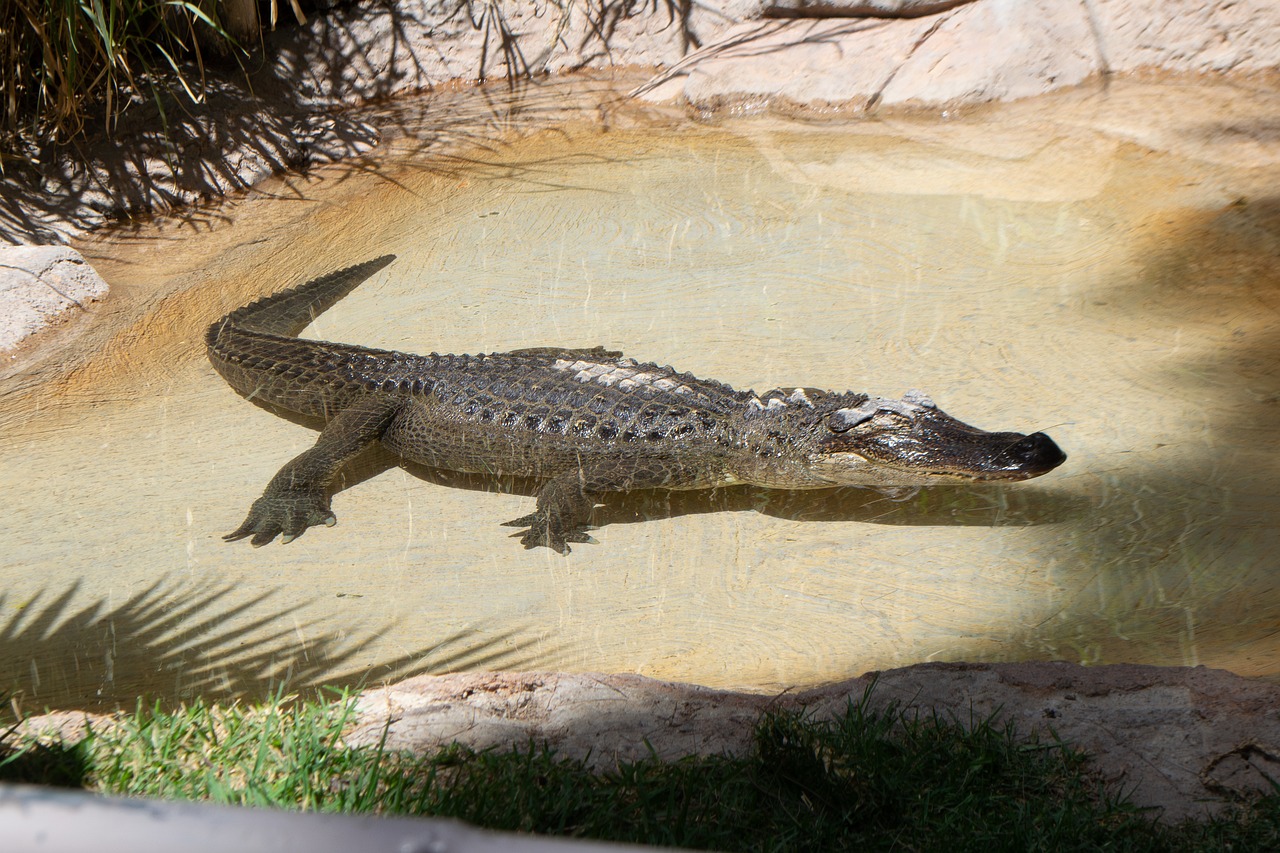 Alligator Crocodile Reptile - Free photo on Pixabay