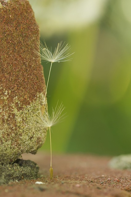 Púpava, Príroda, Semená, Flora, Detail