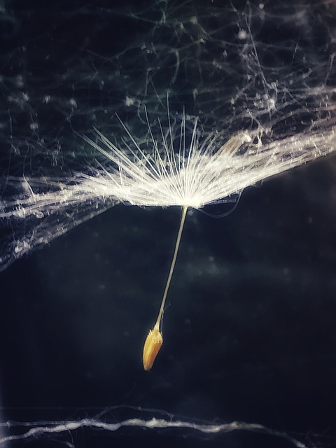 Free Black Dandelion photo and picture