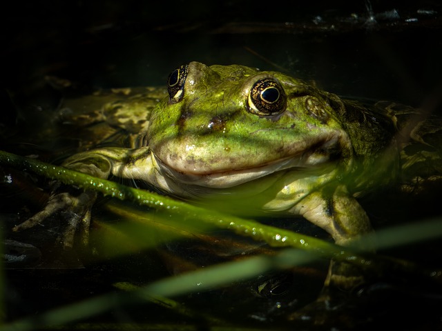 Free Frog Animal photo and picture