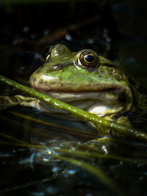 Free Frog Animal photo and picture
