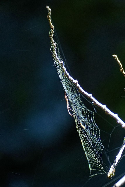 Free Spider Spider Web photo and picture