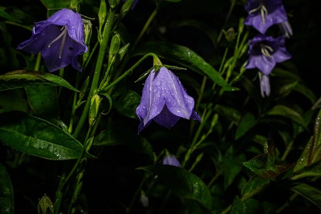 Free Bellflower Nature photo and picture