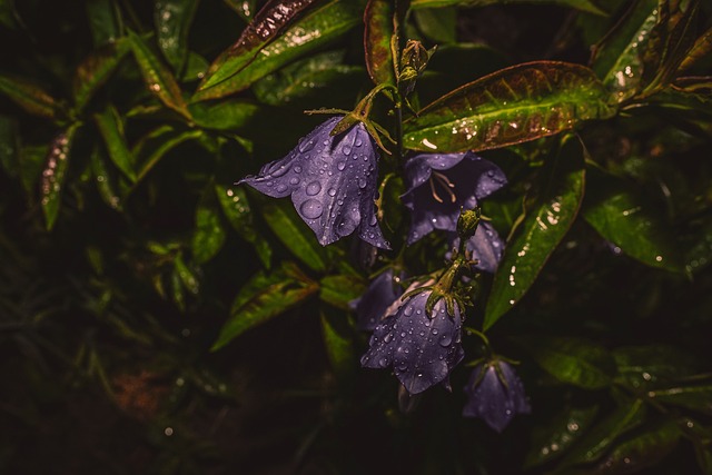 Free Bellflower Nature photo and picture