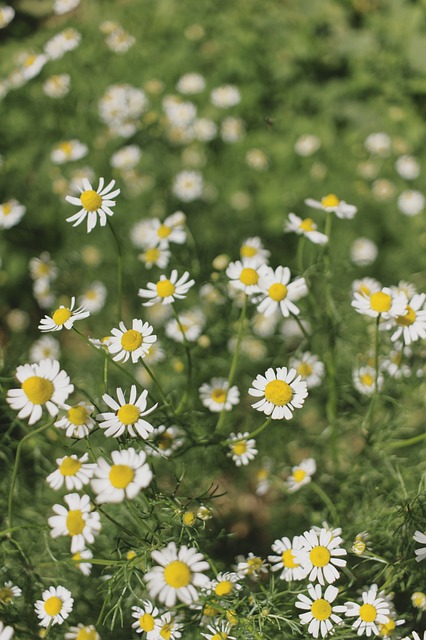 Natur, Flora, Blüte, Garten, Grün