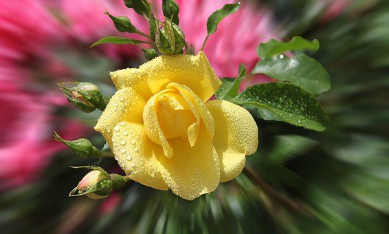 Free Rose Flower photo and picture