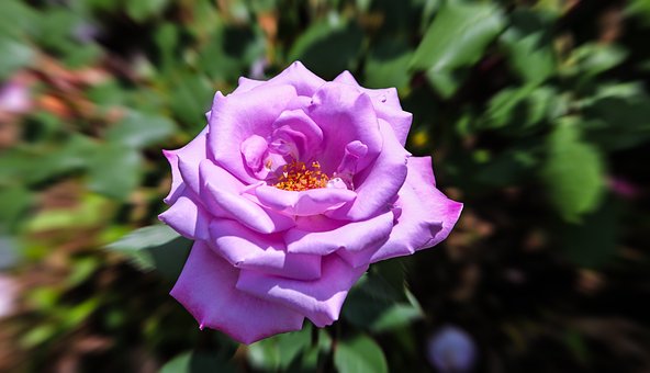 Free Rose Flower photo and picture