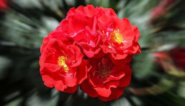 Free Rose Flower photo and picture