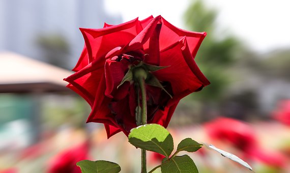 Free Rose Flower photo and picture