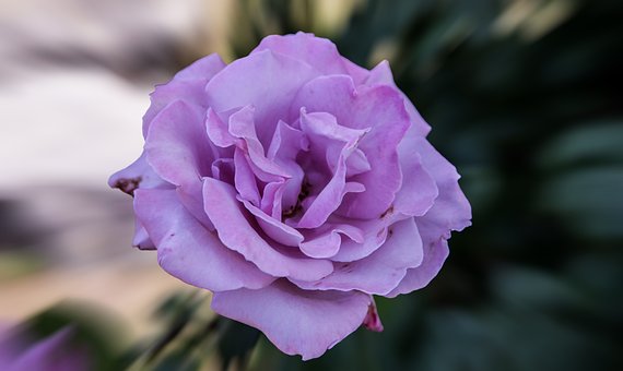Free Rose Flower photo and picture