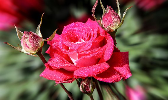 Free Rose Flower photo and picture
