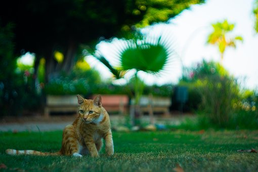 Free Cat Animal photo and picture