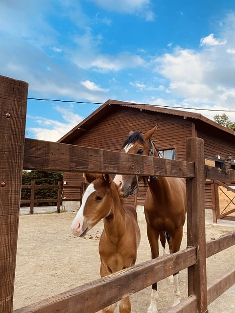 Pferd, Braunes Pferd, Natur, Tier