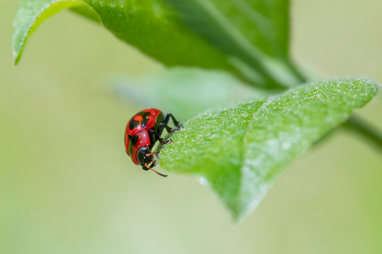 Insects - free online jigsaw puzzle photo