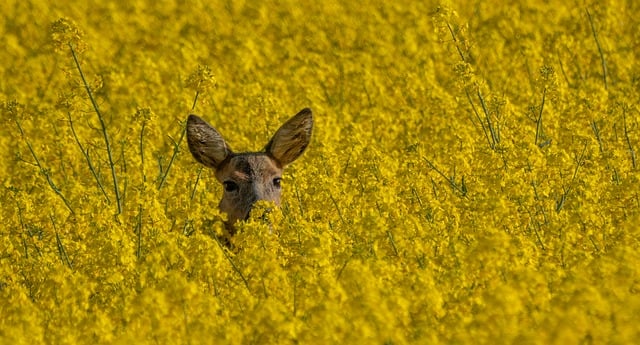 Free Deer Rapeseed Field photo and picture