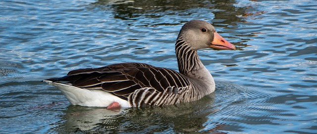 Free Goose Greylag photo and picture