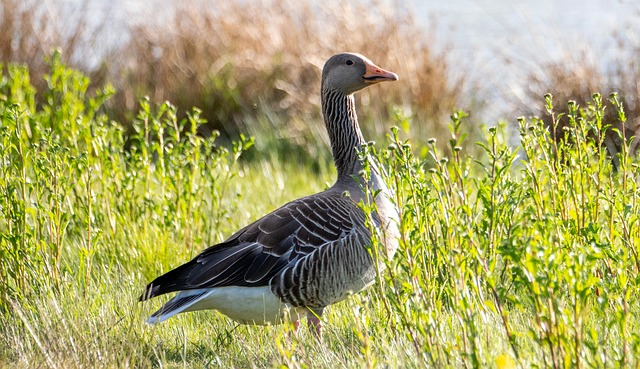 Free Goose Greylag photo and picture