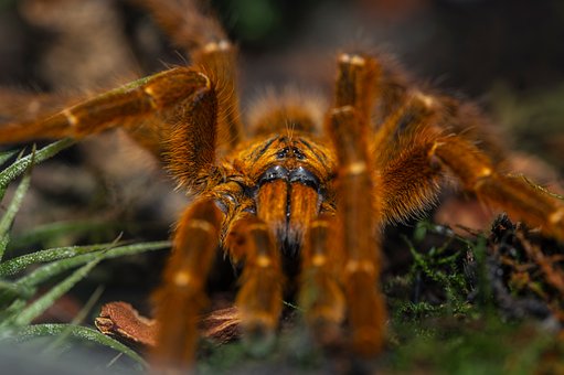 Free Tarantula Spider photo and picture