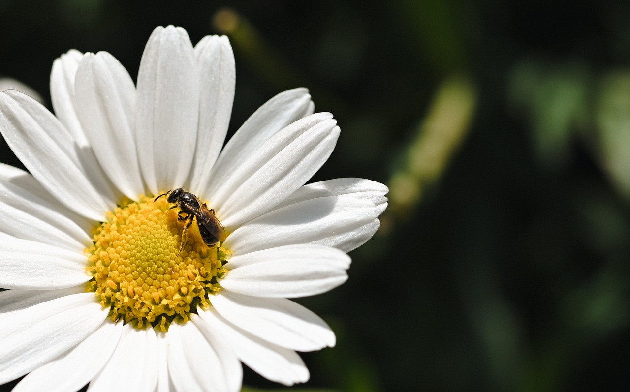 Receive Pollen Bee Pollen Collect - Free photo on Pixabay