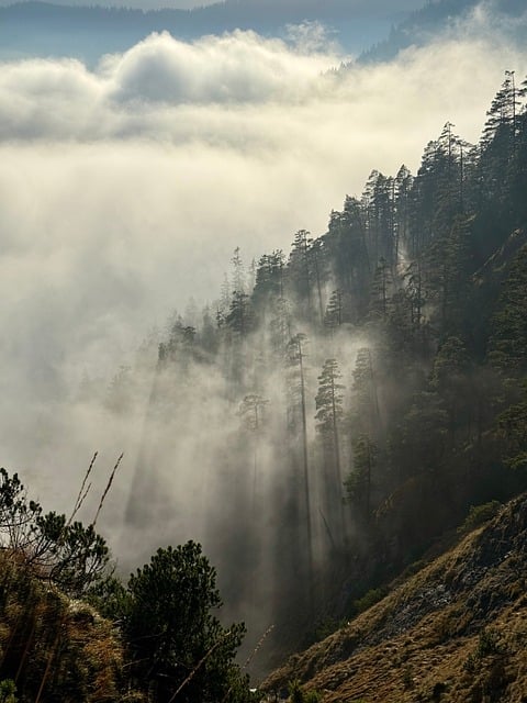 Download free HD stock image of Wood Fog Free Wood Fog photo and picture
