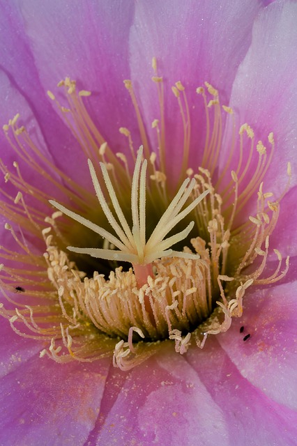 Free flower outdoors nature illustration