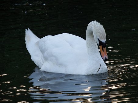 Free Swan Bird photo and picture