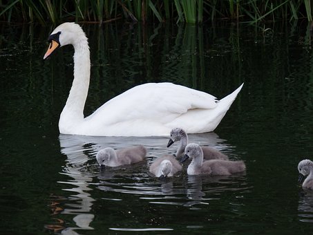 Free Swan Cygnets photo and picture