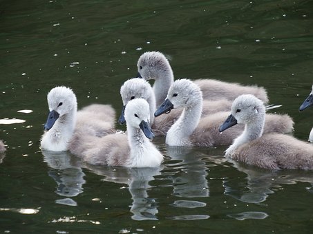 Free Cygnets Nature photo and picture