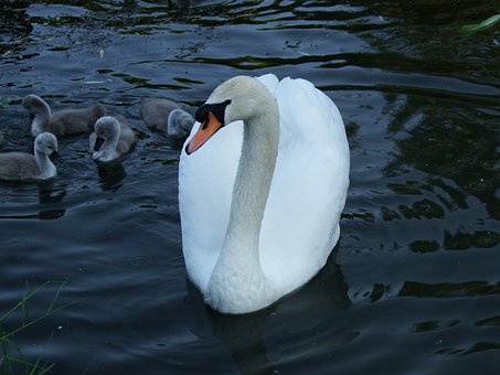 Free Swan Bird photo and picture
