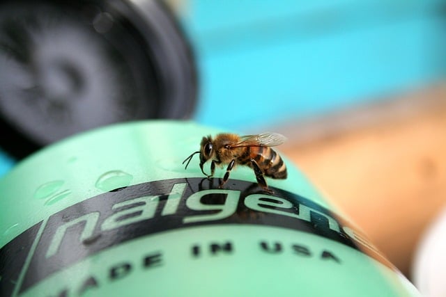 Free Bee Insect photo and picture
