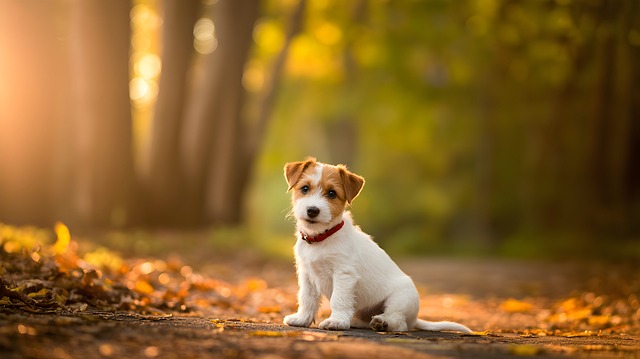 Free ai generated puppy dog illustration