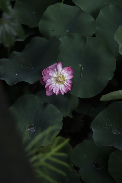 Free Sunshine Plant photo and picture