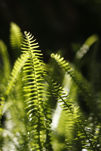 Free Fern Sunshine photo and picture