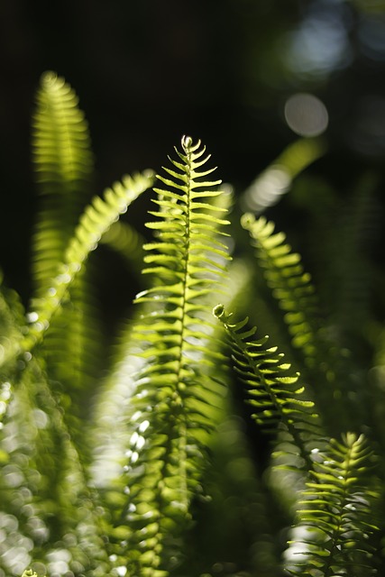 Free Fern Sunshine photo and picture