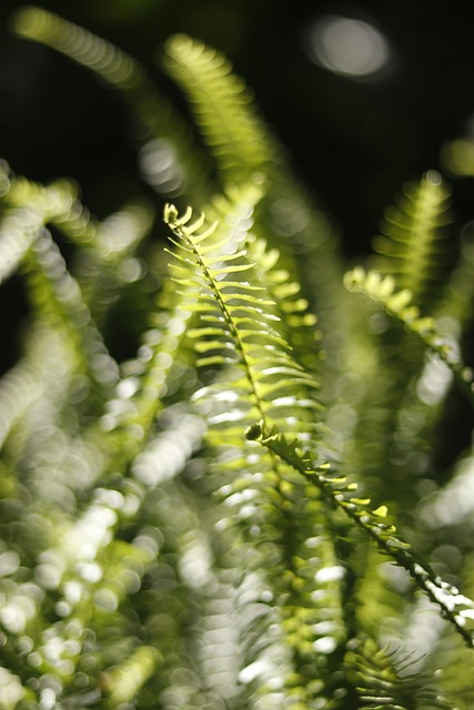 Free Fern Sunshine photo and picture