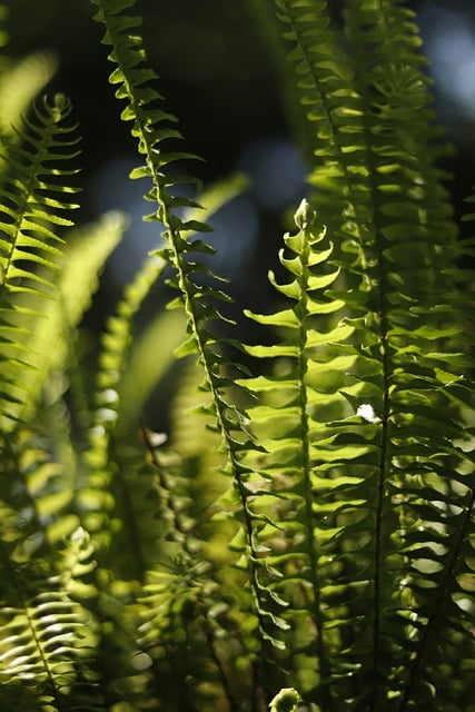 Free Fern Sunshine photo and picture