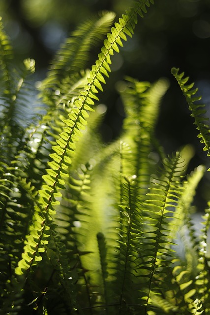 Free Fern Phone Wallpaper photo and picture