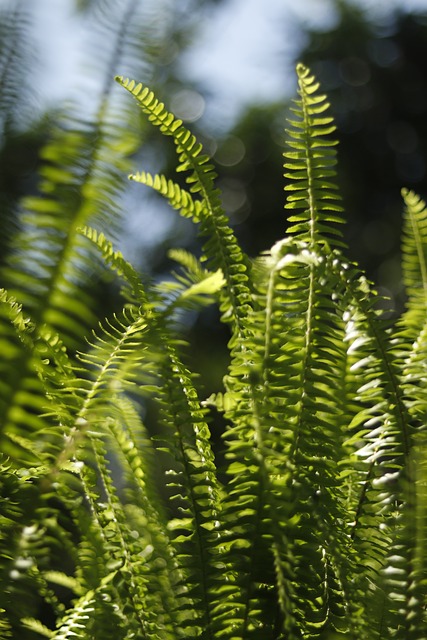 Free Fern Sunshine photo and picture
