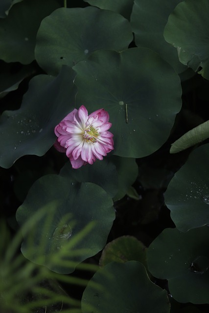 Free Sunshine Plant photo and picture