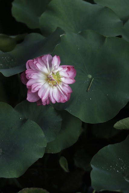 Free Sunshine Plant photo and picture