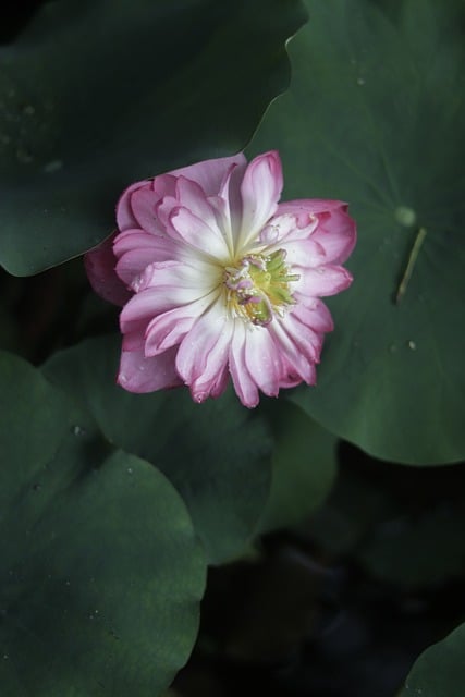 Free Sunshine Plant photo and picture