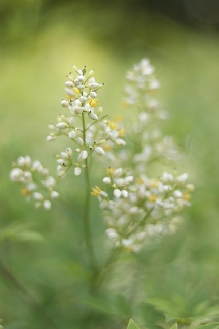 Free Sunshine Green photo and picture