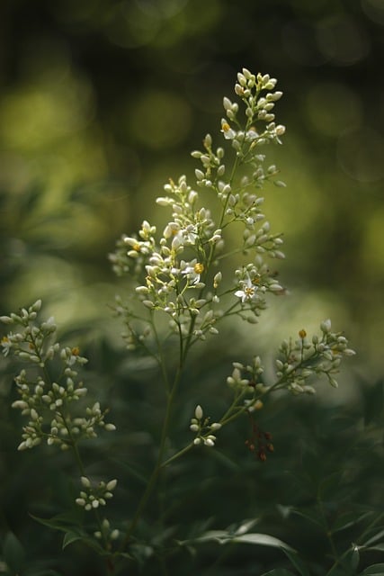 Free Sunshine Green photo and picture