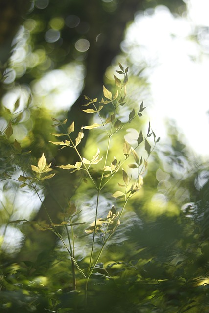 Free Sunshine Phone Wallpaper photo and picture