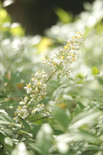 Free Sunshine Green photo and picture