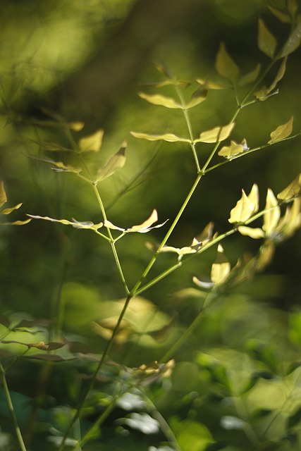Free Sunshine Green photo and picture