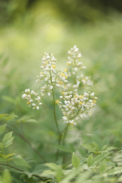 Free Sunshine Green photo and picture