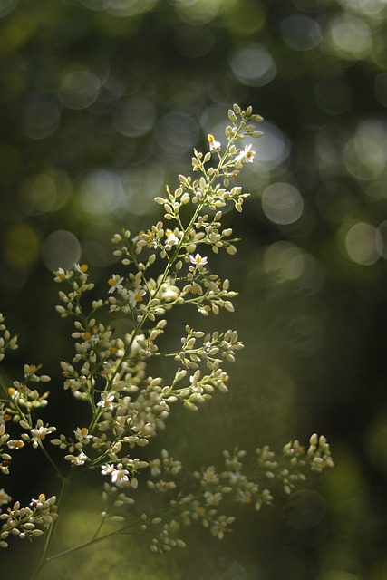 Free Sunshine Phone Wallpaper photo and picture