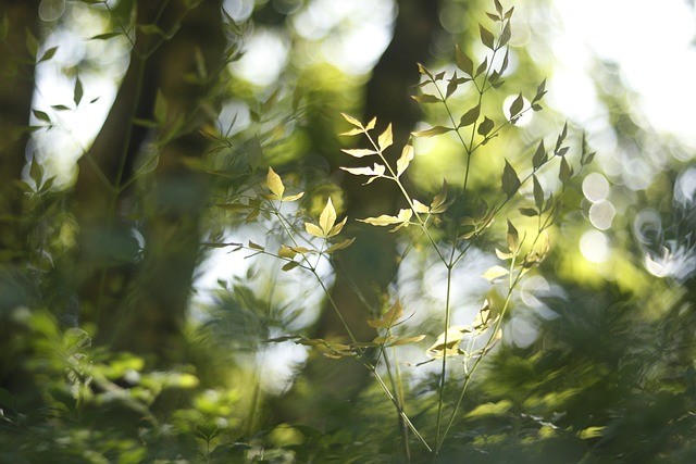 Free Sunshine Green photo and picture
